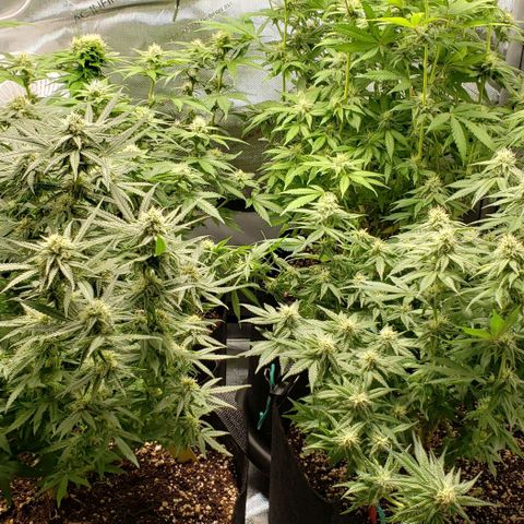 T-Dub (Trainwreck Heirloom) growlog timeline photo
