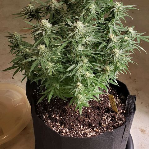 Girl Scout Cookie Extreme growlog timeline photo
