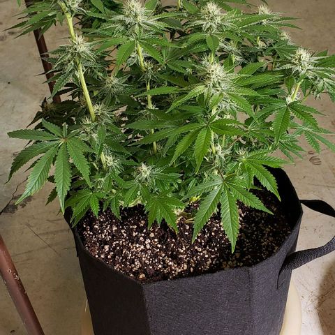 T-Dub (Trainwreck Heirloom) growlog timeline photo