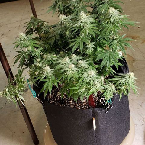Trainwreck (Arcata cut) growlog timeline photo
