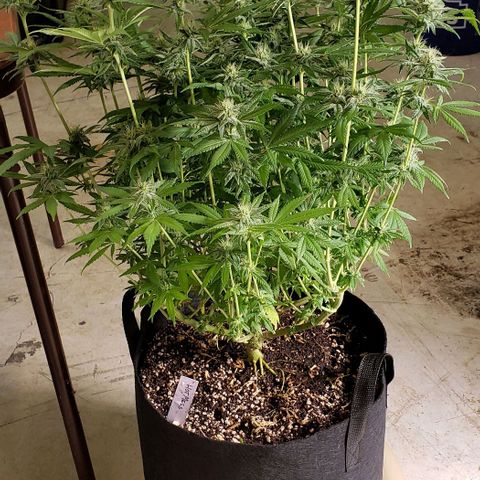 Hot Mess growlog timeline photo