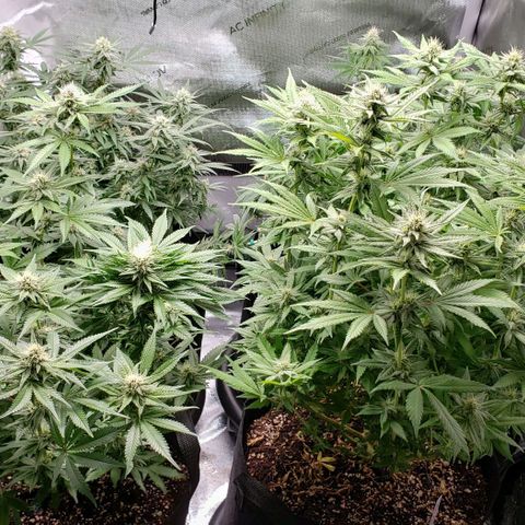 T-Dub (Trainwreck Heirloom) growlog timeline photo