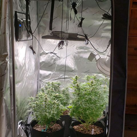T-Dub (Trainwreck Heirloom) growlog timeline photo