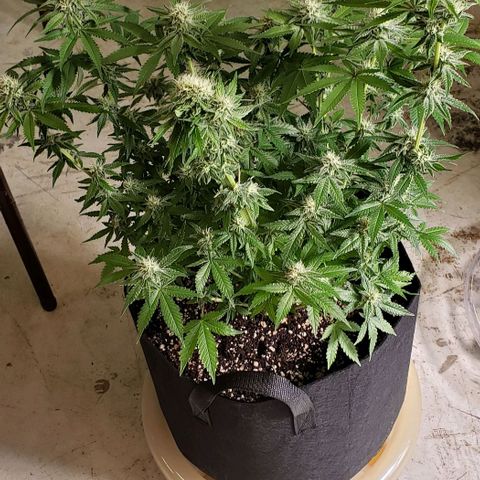 T-Dub (Trainwreck Heirloom) growlog photo: 18x16x17 inches