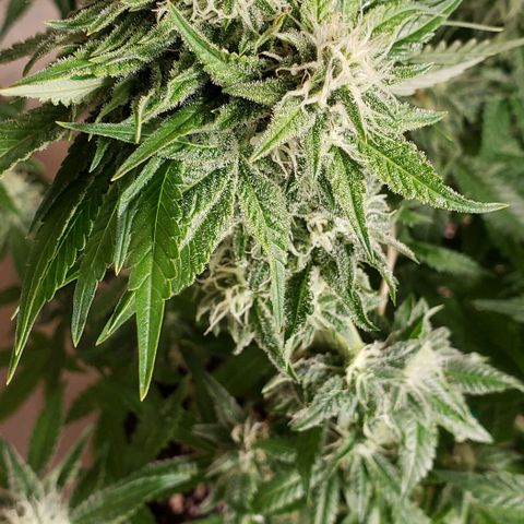 T-Dub (Trainwreck Heirloom) growlog photo: 18x16x17 inches