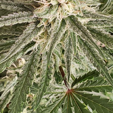 Girl Scout Cookie Extreme growlog photo: 17x14x15 inches 