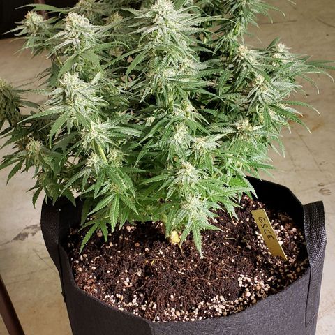 Girl Scout Cookie Extreme growlog photo: 17x14x15 inches 