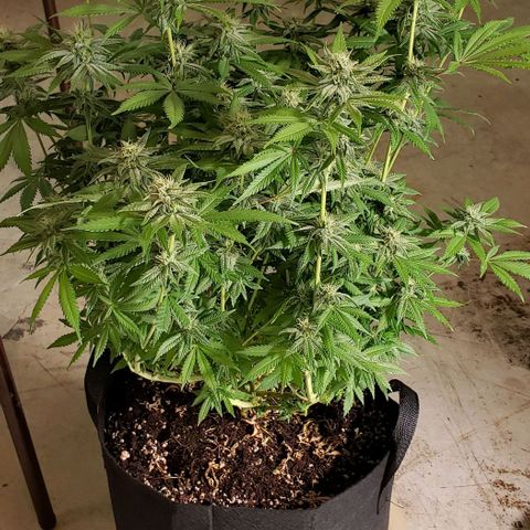 Hot Mess growlog photo: 21x20x22 inches