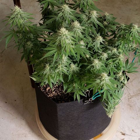 Trainwreck (Arcata cut) growlog photo: 21x20x20 inches