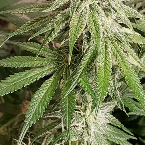 Trainwreck (Arcata cut) growlog photo: 21x20x20 inches