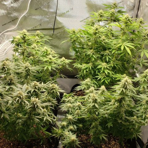 T-Dub (Trainwreck Heirloom) growlog timeline photo