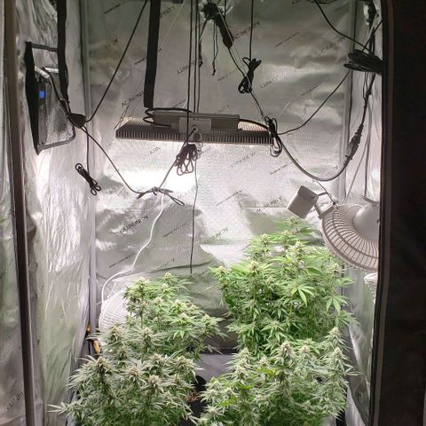 T-Dub (Trainwreck Heirloom) growlog timeline photo