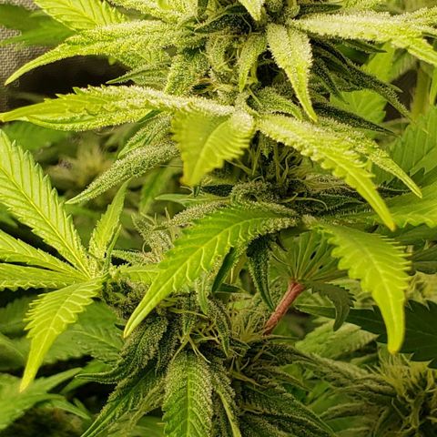 T-Dub (Trainwreck Heirloom) growlog timeline photo