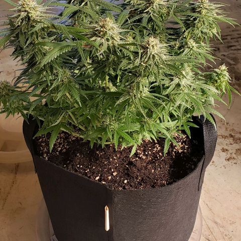 Girl Scout Cookie Extreme growlog timeline photo