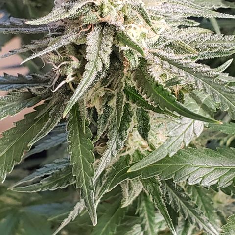 Girl Scout Cookie Extreme growlog timeline photo