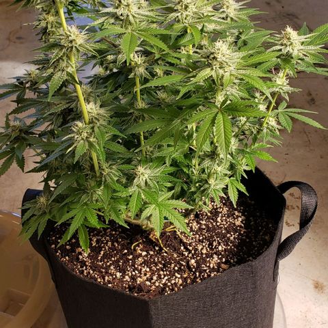 T-Dub (Trainwreck Heirloom) growlog timeline photo