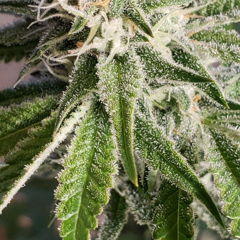 T-Dub (Trainwreck Heirloom) growlog timeline photo