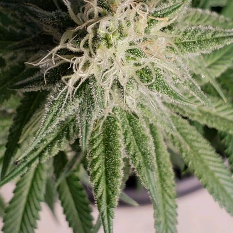 Trainwreck (Arcata cut) growlog timeline photo