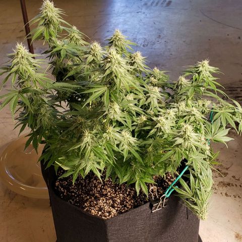 Trainwreck (Arcata cut) growlog timeline photo