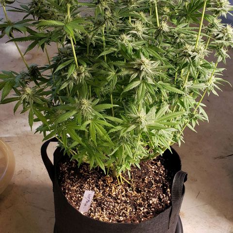 Hot Mess growlog timeline photo
