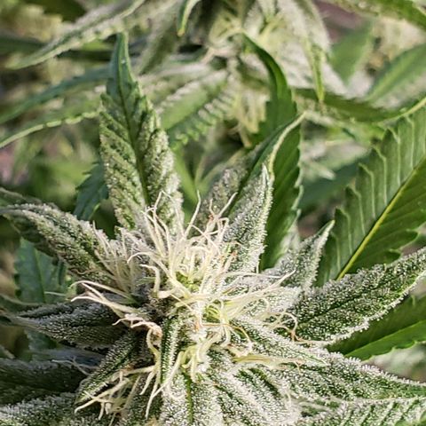 Hot Mess growlog timeline photo