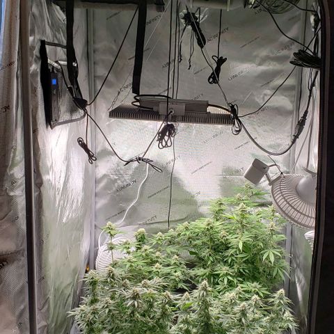T-Dub (Trainwreck Heirloom) growlog timeline photo