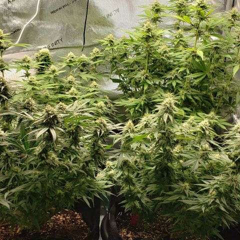 T-Dub (Trainwreck Heirloom) growlog timeline photo