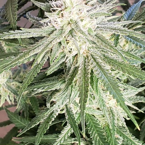 Girl Scout Cookie Extreme growlog timeline photo