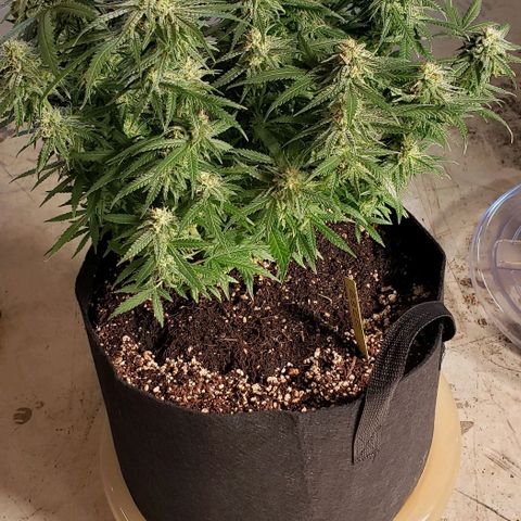 Girl Scout Cookie Extreme growlog timeline photo