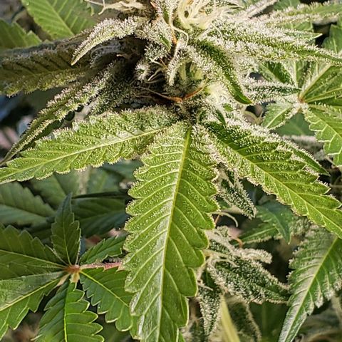 T-Dub (Trainwreck Heirloom) growlog timeline photo