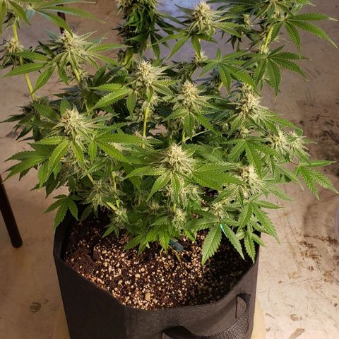 T-Dub (Trainwreck Heirloom) growlog timeline photo