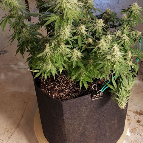 Trainwreck (Arcata cut) growlog timeline photo