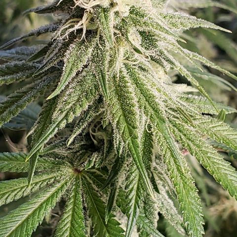 Trainwreck (Arcata cut) growlog timeline photo