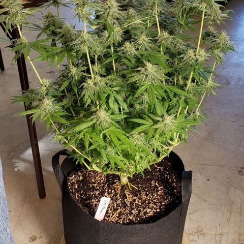 Hot Mess growlog timeline photo