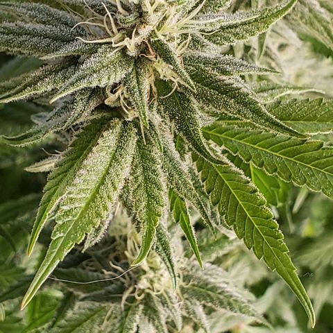 Hot Mess growlog timeline photo