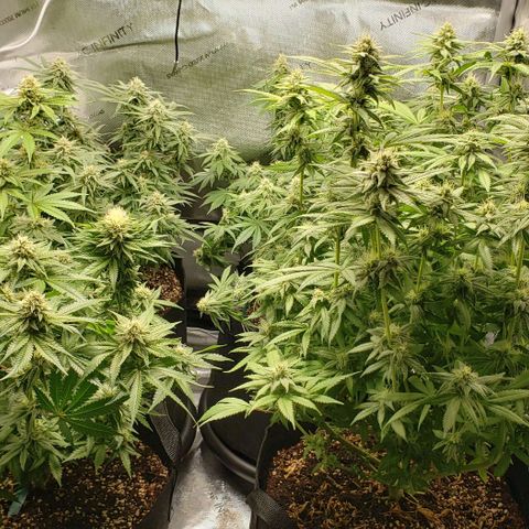 T-Dub (Trainwreck Heirloom) growlog timeline photo