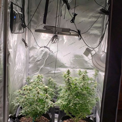 T-Dub (Trainwreck Heirloom) growlog timeline photo
