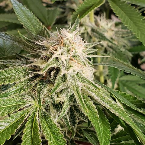 T-Dub (Trainwreck Heirloom) growlog timeline photo