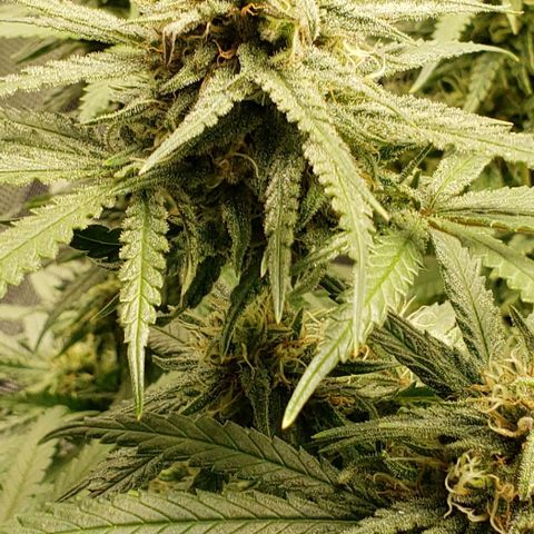 Girl Scout Cookie Extreme growlog timeline photo