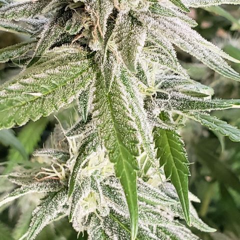 Hot Mess growlog timeline photo