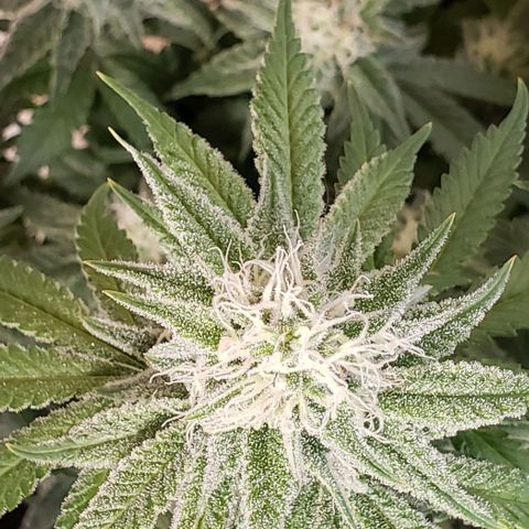 Trainwreck (Arcata cut) growlog timeline photo