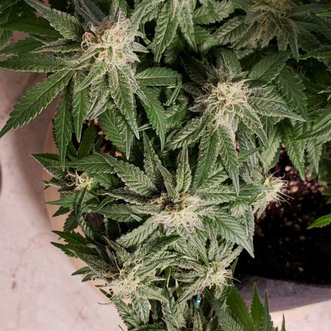 Trainwreck (Arcata cut) growlog timeline photo