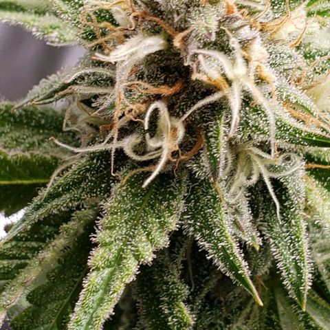 T-Dub (Trainwreck Heirloom) growlog timeline photo