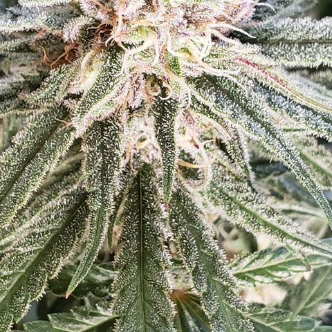 Girl Scout Cookie Extreme growlog timeline photo