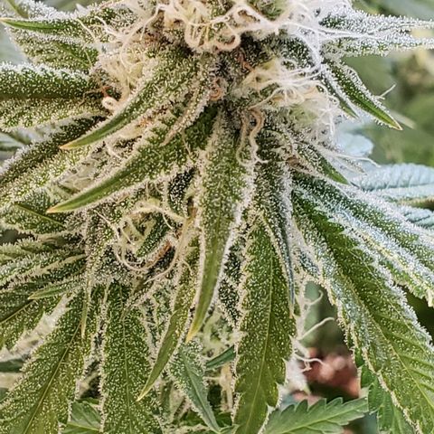 Trainwreck (Arcata cut) growlog timeline photo