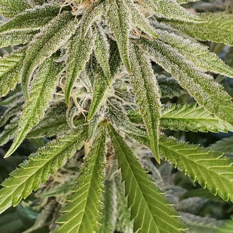 Hot Mess growlog timeline photo
