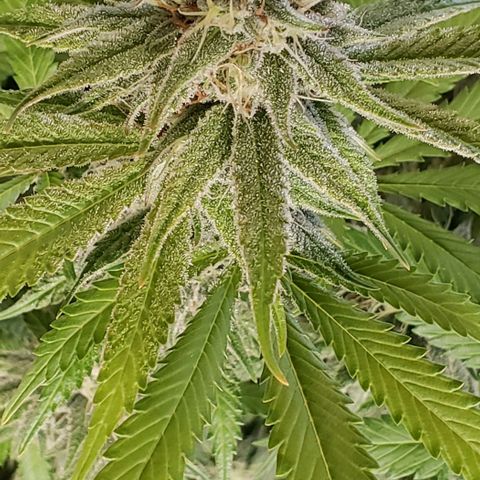 Hot Mess growlog timeline photo