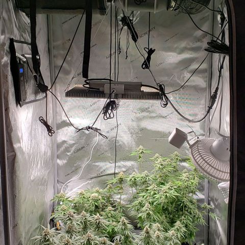 T-Dub (Trainwreck Heirloom) growlog timeline photo