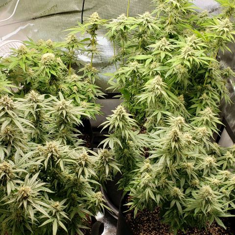 T-Dub (Trainwreck Heirloom) growlog timeline photo