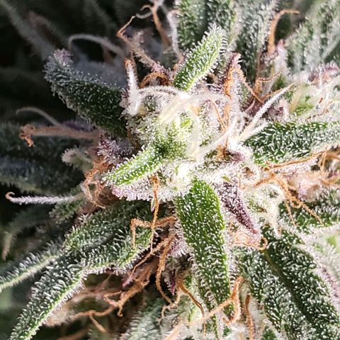Girl Scout Cookie Extreme growlog timeline photo